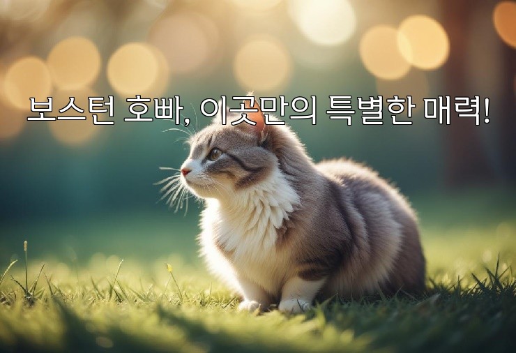 보스턴 호빠, 이곳만의 특별한 매력!
